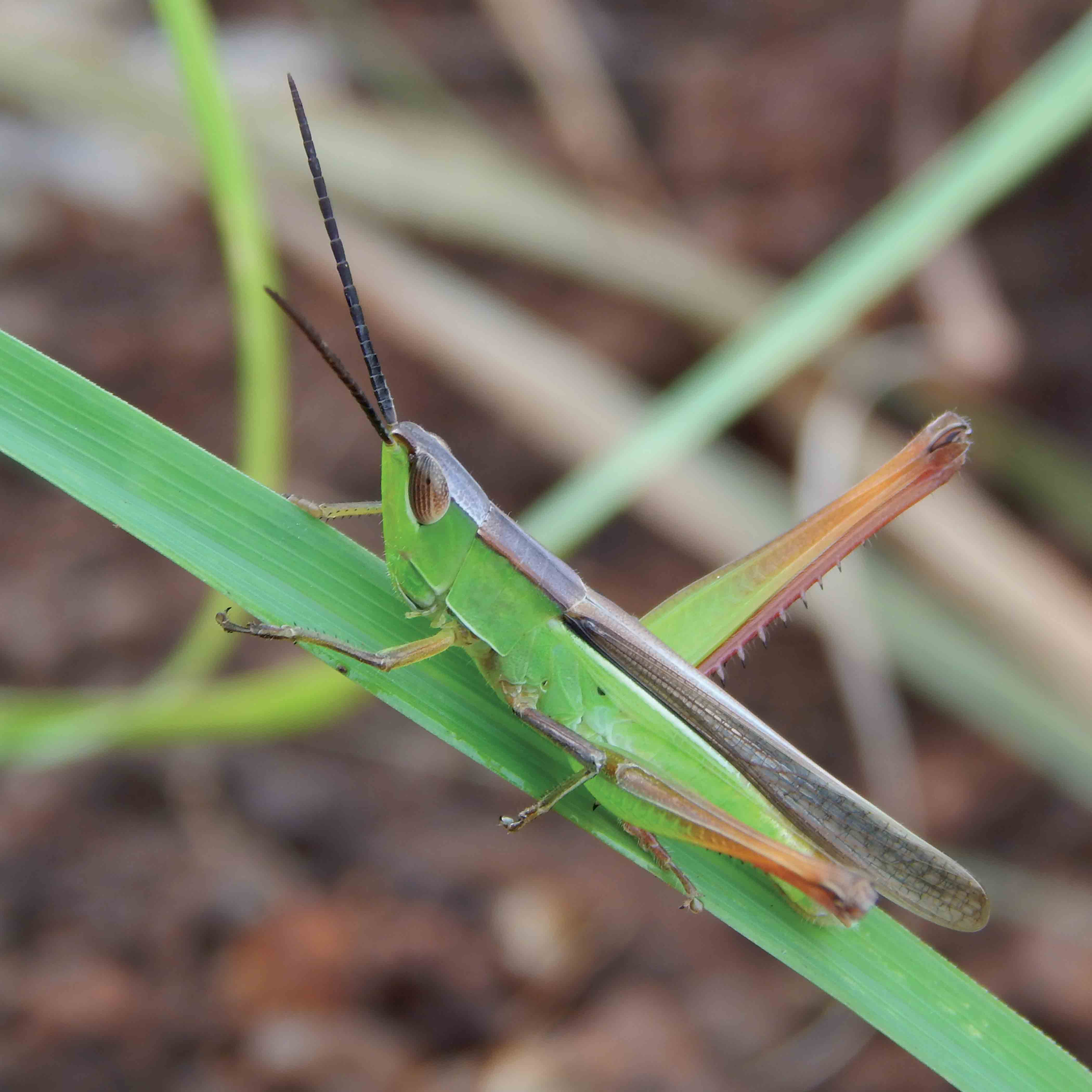 Grasshopper